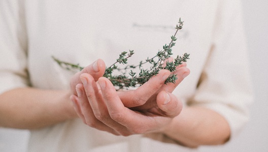 5 Elemente Kräutertherapie